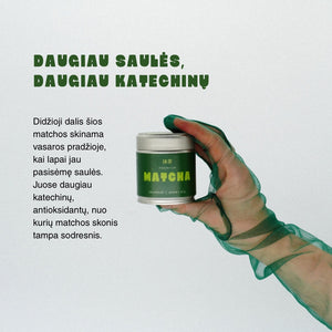 Premium matcha iš vasaros derliaus: daugiau saulės, daugiau katechinų