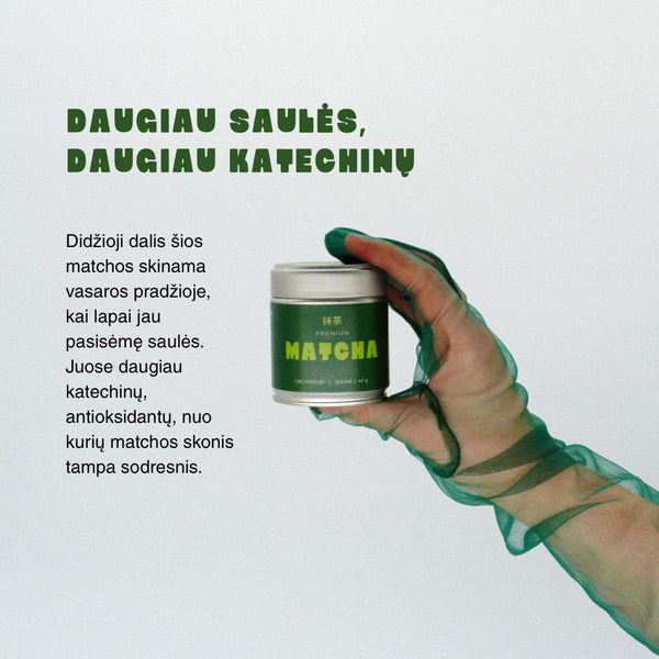 Premium matcha iš vasaros derliaus: daugiau saulės, daugiau katechinų
